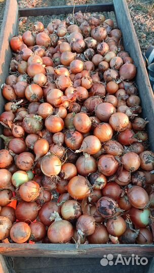 Лук репчатый оптом