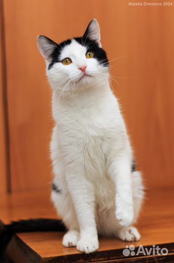 Кот в дар