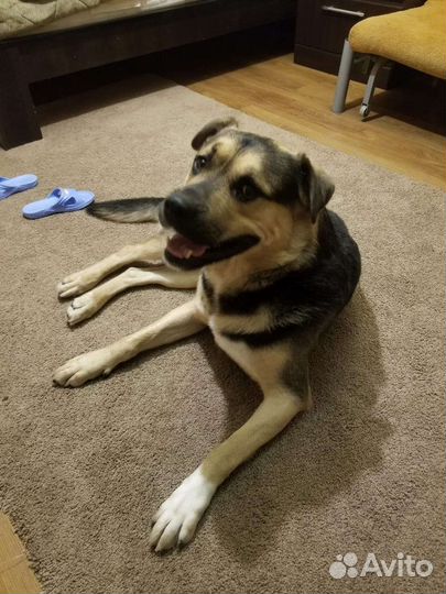 Передержка собак