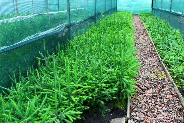 Сеянцы,саженцы хвойных на доращивание