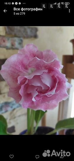 Глоксиния белая махровая,Гибискус махровый