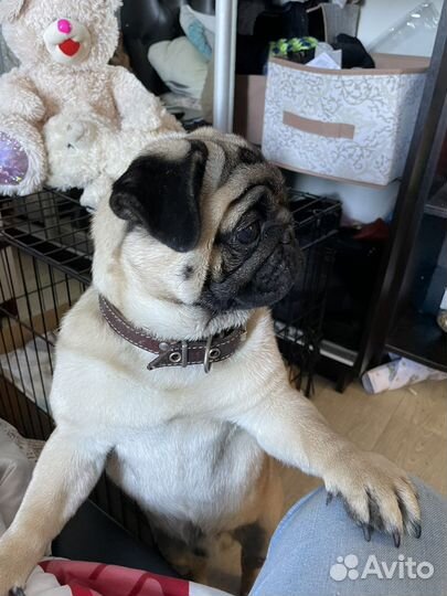 Мопс вязка мальчик