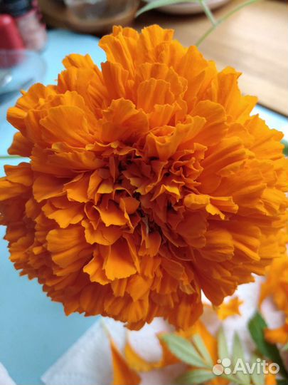 Бархатцы семена