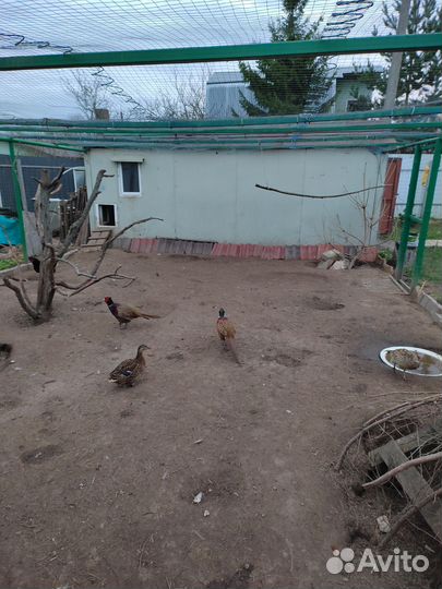 Фазаны румынский и охотничий