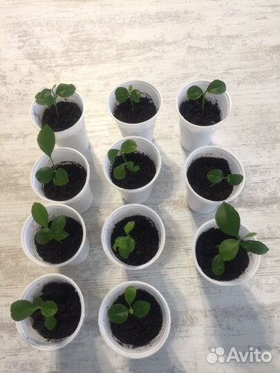 Саженцы лимона сортовые «Мейра»