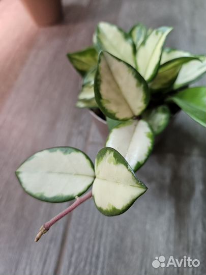 Хойя карноза и эскимо