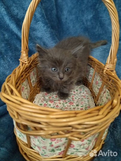 Котёнок в дар