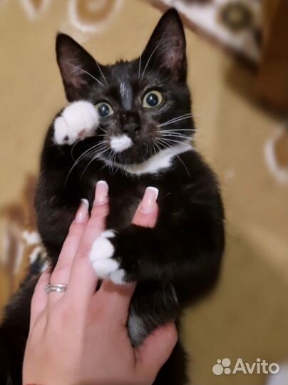 Котёнок