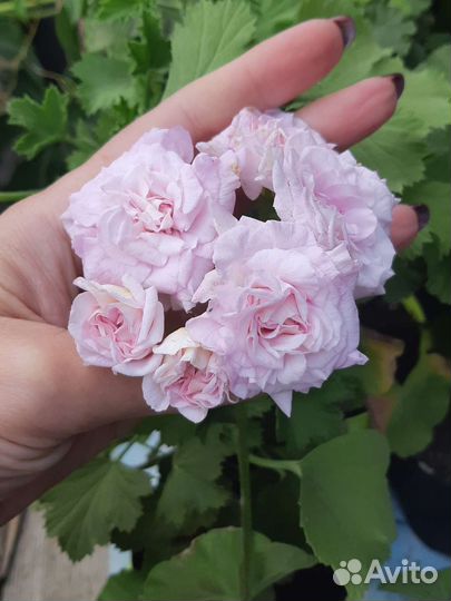 Пеларгония герань