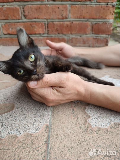 Котята (мальчики)