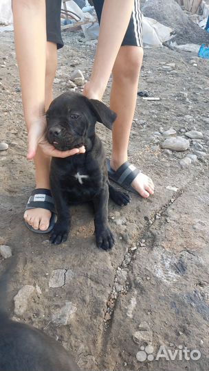 Щенки кане корсо