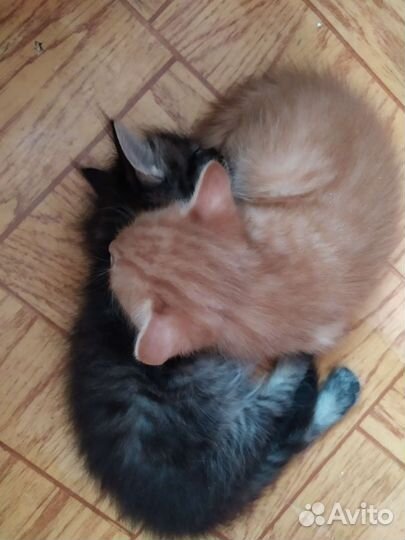 Котята в добрые руки даром