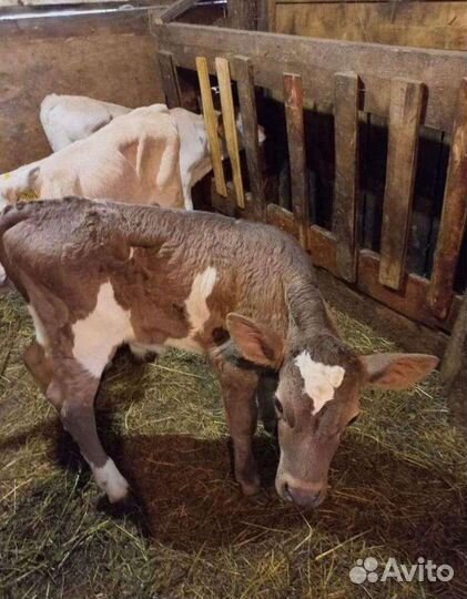 Телята бычки