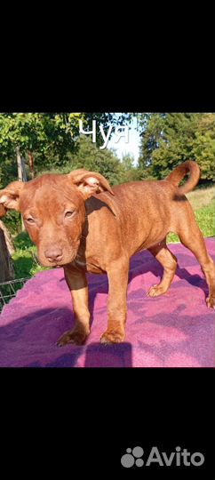 Питбультерьер