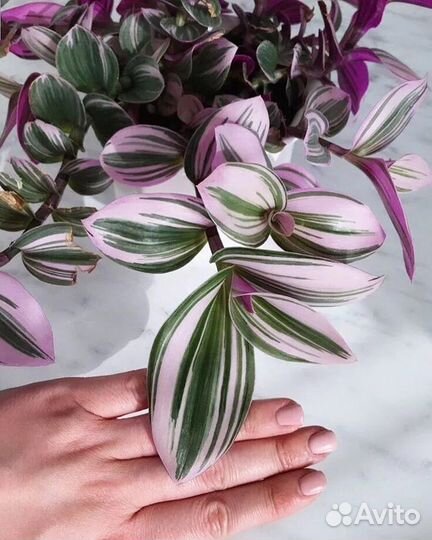 Традесканции