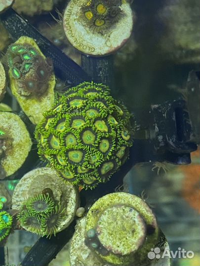 Живые кораллы для морского аквариума