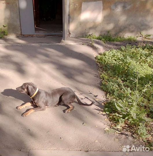 Собака в добрые руки отдам бесплатно
