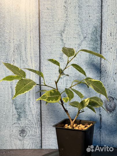 Фикус Benjamina (бенджамина вариегатный)