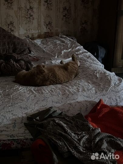 Кот