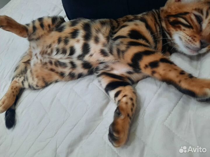 Бенгал мальчик