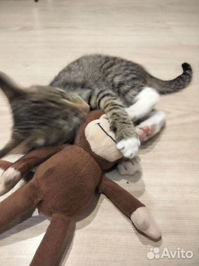 Котенок
