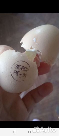 Цыплята бройлера суточные Кобб 500