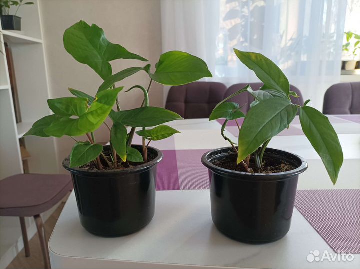 Сингониум ножколистный