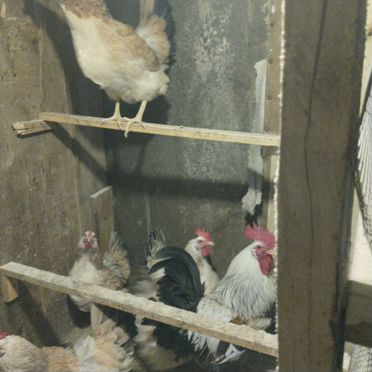 Цыплята Загорская лососевая