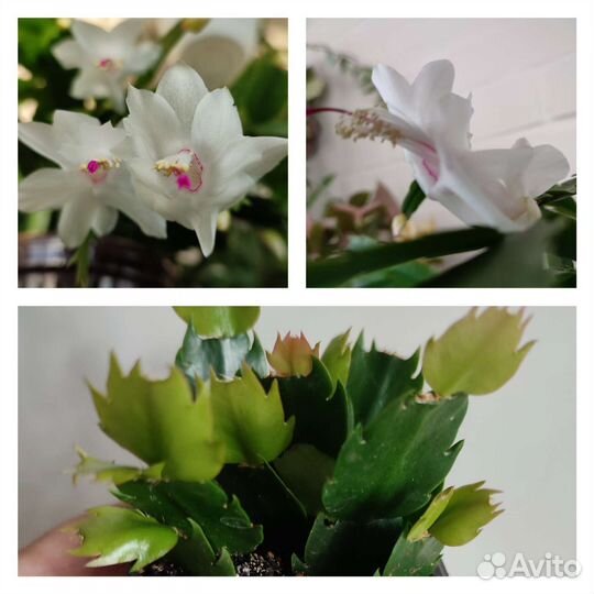 Шлюмбергера, рипсалидопсис, другие цветущие