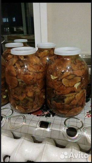 Рыжик боровой соленый холодный посол