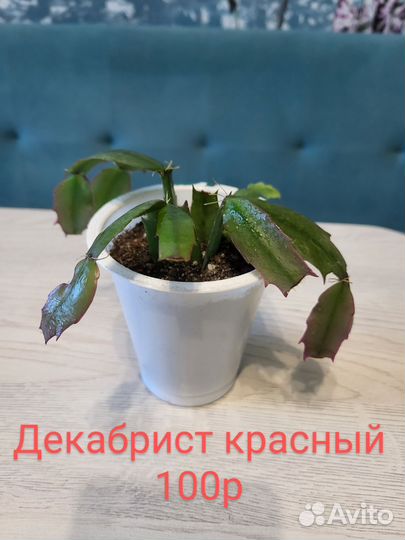 Пеларгония королевская,декабрист, рипсалидопсис