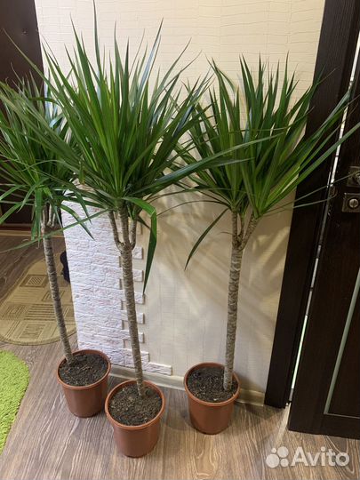 Пальма драцена