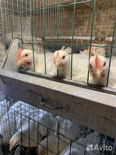 Тушка курицы домашней