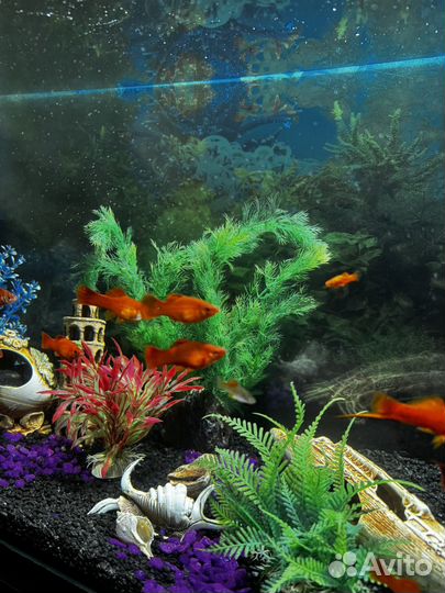 Аквариумные рыбки меченосцы