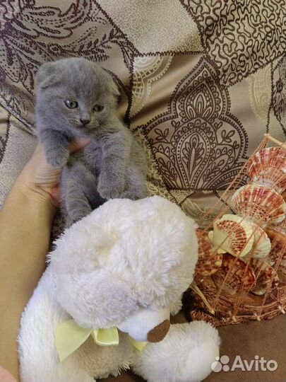 Шотландские малыши