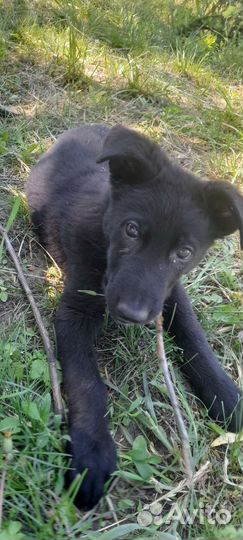 Щенки немецкой овчарки черные