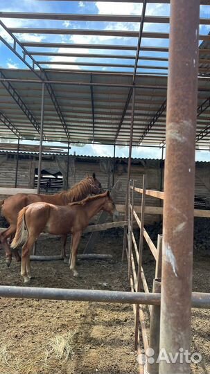 Кобыла с жеребчиком