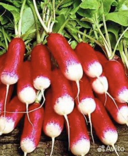 Семена редиса