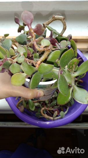 Толстянка Красула Денежное дерево Черенки пакетом