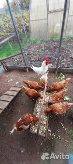 Куры и петух