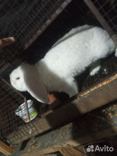 Кролики на мясо