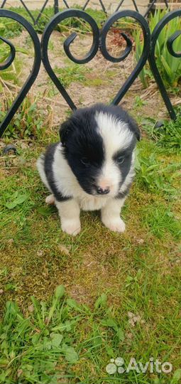 Щенки с уникальным окрасом