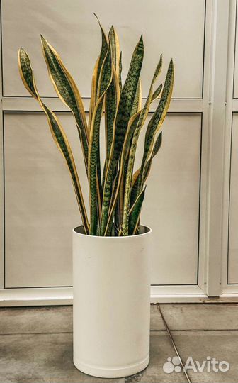 Комнатные цветы и декоративные кашпо Казань