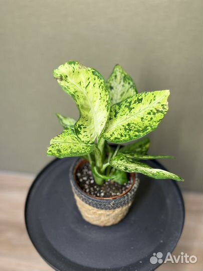 Dieffenbachia Amy
