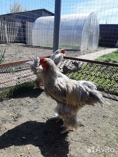 Петух брама изабела