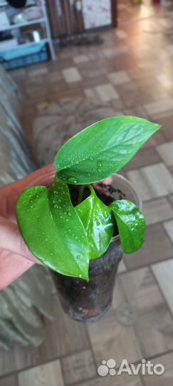 Сциндапсус сортовой