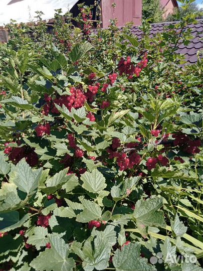 Красная смородина, черная смородина