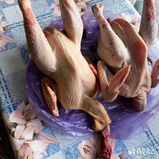 Курица домашняя. Яйцо