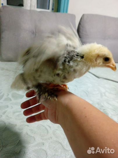 Подрощенные и суточные цыплята Брама