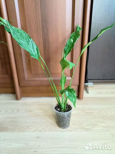 Спатифилум вариегатный Даймонд